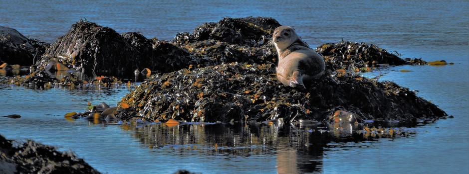 Chapel bay Seals.jpg