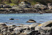 wildlife 1