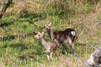wildlife 2