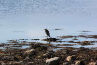 wildlife 3