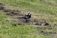 wildlife 4