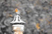 wildlife 5