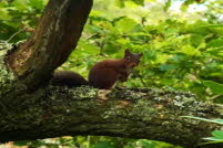 wildlife 6